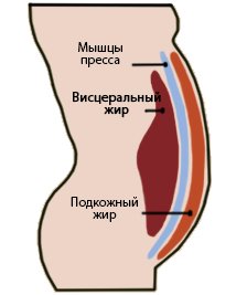 abdominal-fat_.jpg abdominal-fat_.jpg